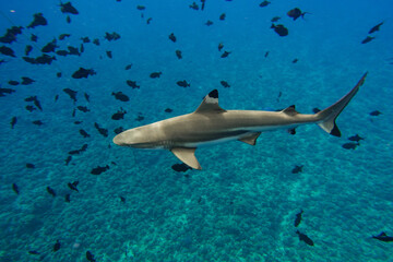 Obraz premium shark in the sea