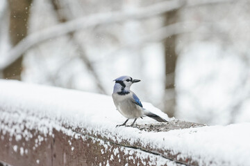 Bluejay with flexible neck looking behind itself. It is a snowy day, and the beautiful blue color of the bluejay stands out against the white snow.