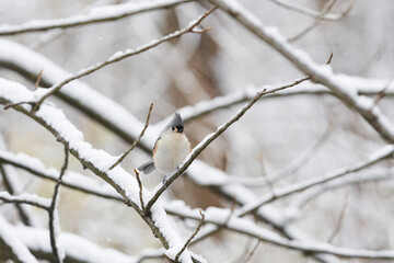 A tufted titmouse sitting on a branch covered with snow