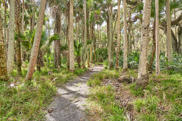 A path through a tropical forest