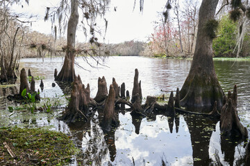 Cypress knees emerging from the water in a florida swamp