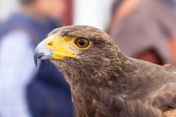 Detail of the head of a  Harris's Hawk, Parabuteo unicinctus, formerly known as the bay-winged or dusky hawk, used for falconry