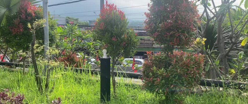 herbs and plants that adorn in city park near the highway