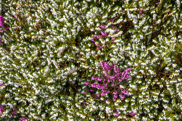 Fototapeta premium Purple and white heather growing in a sunny garden, as a textured nature background 
