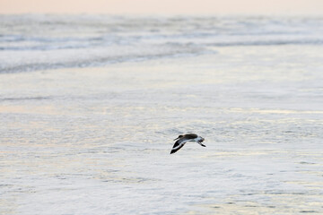 Willet flying above the ocean early in the morning