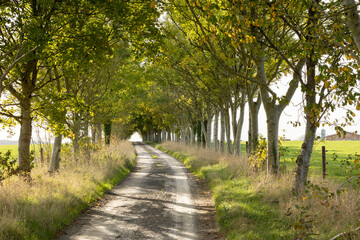  farmers track with tracks in an avenue with trees, early afternoon light