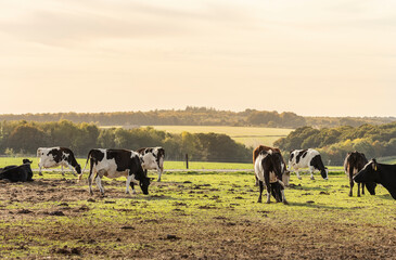 cows grazing in afternoon light