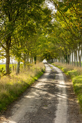  farmers track with tracks in an avenue with trees, early afternoon light