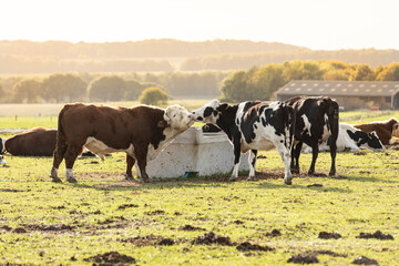 large hereford bull in a paddock amongst black and white cows