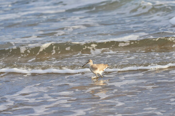 A willet wadding through the ocean waves