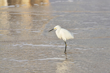 A snowy egret standing in the water.