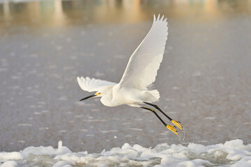 Snowy white egret taking off from water in Florida.