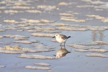 An adorable sanderling stands amidst foam, sand, and water on a beach in the morning