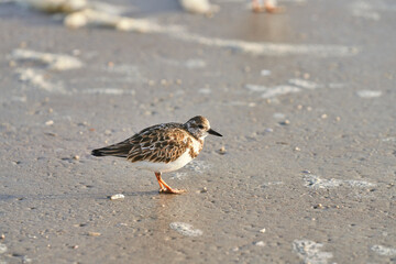 Rudy turnstone standing on beach