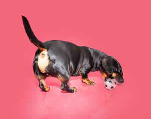 Dachshund puppy dog playing with a ball on summer season. Isolated on pink background