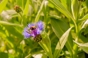 Bumblebee collecting nectar on a cornflower blue on a bright sunny day macro photography. A bee sitting on a purple flower close-up photo in summertime.