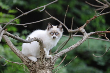 Obraz premium 野良猫