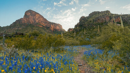 Picacho Peak - Wildflower bloom