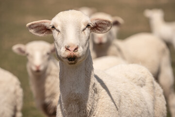 Obraz premium Curious Sheep Looking at Camera