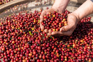 Hands holding freshly harvested coffee beans from the plantation