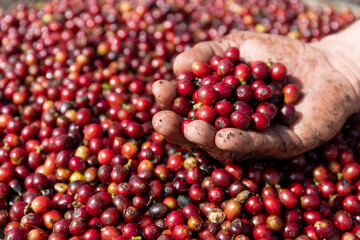 Closeup of no with freshly harvested coffee beans on the plantation