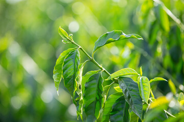 Coffee Beans tree in the field