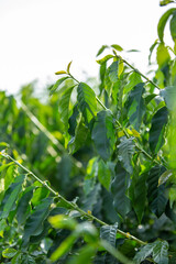 Coffee Beans tree in the field