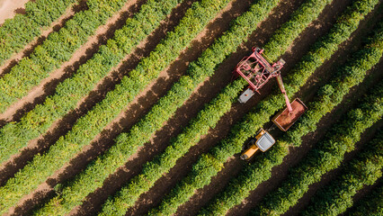 Coffee harvester in the coffee plantation field