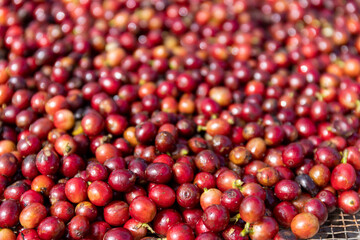 Fresh coffee beans harvested in the plantation field
