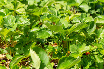 Young green strawberry bushes grow in garden in the sunshine. New harvest. Summer. Locally grown. Selective focus, defocus