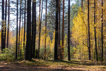 Autumn Forest. Golden leaves, the trunks of pine trees.