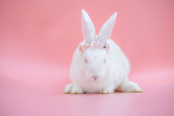 Naklejka na ściany i meble White bunny easter rabbit wear flower crow look at camera on gredient pink and old rose background. Easter festival concept.