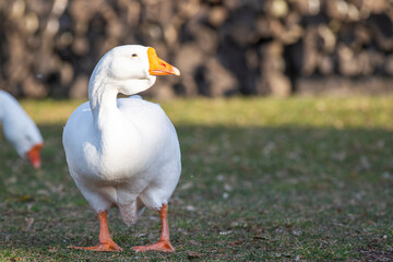 white goose on a green grass,