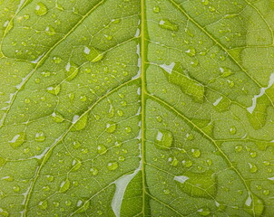 Close up leaf texture. Macro background