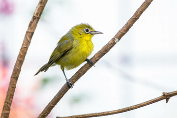 The Javan white-eye (Zosterops flavus) is a bird species in the family Zosteropidae that occurs in Java and Borneo