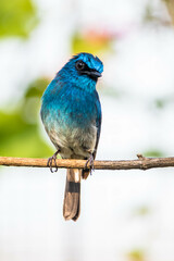 The indigo flycatcher (Eumyias indigo) is a species of bird in the Old World flycatcher family Muscicapidae. It is found in Indonesia