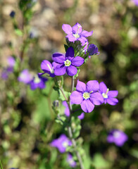 Venus mirror, Legousia speculum-veneris