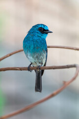 Obraz premium The indigo flycatcher (Eumyias indigo) is a species of bird in the Old World flycatcher family Muscicapidae. It is found in Indonesia