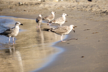 seagulls on the beach