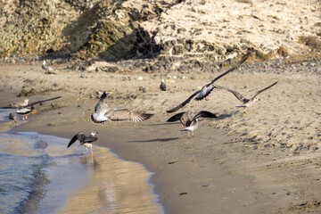 two seagulls on the beach