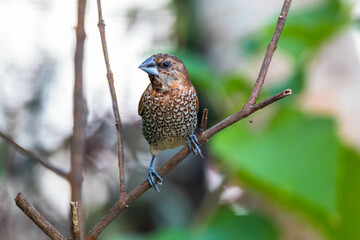 The scaly-breasted munia or spotted munia (Lonchura punctulata)