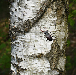 Stag beetle, Lucanus, cervus, Maennchen