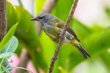 Fototapeta premium The Javan white-eye (Zosterops flavus) is a bird species in the family Zosteropidae that occurs in Java and Borneo