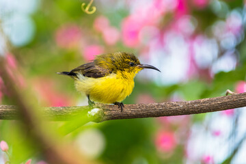 The olive-backed sunbird (Cinnyris jugularis), also known as the yellow-bellied sunbird