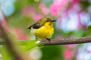 animal, bird, red, olive, sunbird, small, cinnyris jugularis, flower, honeyeater, yellow - bellied, nectar, bill, throat, curved, olive - backed, colorful, wild, blue, nature, green, wildlife, beautif