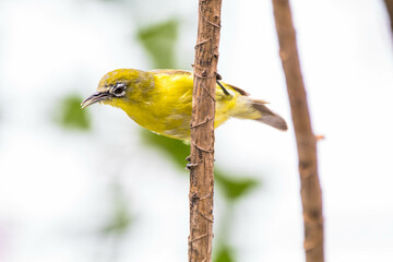 Obraz premium The Javan white-eye (Zosterops flavus) is a bird species in the family Zosteropidae that occurs in Java and Borneo