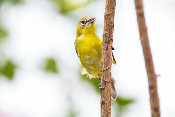 The Javan white-eye (Zosterops flavus) is a bird species in the family Zosteropidae that occurs in Java and Borneo