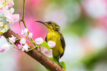The olive-backed sunbird (Cinnyris jugularis), also known as the yellow-bellied sunbird