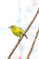 The Javan white-eye (Zosterops flavus) is a bird species in the family Zosteropidae that occurs in Java and Borneo