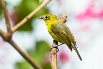 The Javan white-eye (Zosterops flavus) is a bird species in the family Zosteropidae that occurs in Java and Borneo